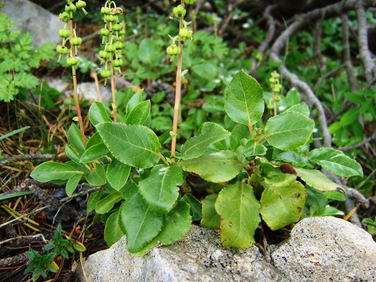 Orthilia secunda